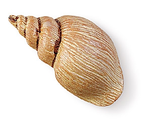 Ручка кнопка детская WP Улитка