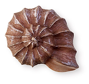 Ручка кнопка детская WP Улитка